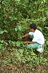  ( - BioBot05093)  @11 [ ] CreativeCommons - Attribution Non-Commercial Share-Alike (2010) Daniel H. Janzen Guanacaste Dry Forest Conservation Fund