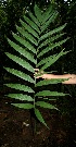  ( - BioBot05094)  @11 [ ] CreativeCommons - Attribution Non-Commercial Share-Alike (2010) Daniel H. Janzen Guanacaste Dry Forest Conservation Fund