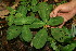  (Notopleura - BioBot05117)  @11 [ ] CreativeCommons - Attribution Non-Commercial Share-Alike (2010) Daniel H. Janzen Guanacaste Dry Forest Conservation Fund