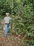  (Sabicea panamensis - BioBot05157)  @11 [ ] CreativeCommons - Attribution Non-Commercial Share-Alike (2010) Daniel H. Janzen Guanacaste Dry Forest Conservation Fund