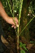  ( - BioBot05169)  @11 [ ] CreativeCommons - Attribution Non-Commercial Share-Alike (2010) Daniel H. Janzen Guanacaste Dry Forest Conservation Fund