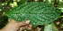  (Besleria columneoides - BioBot05190)  @13 [ ] CreativeCommons - Attribution Non-Commercial Share-Alike (2010) Daniel H. Janzen Guanacaste Dry Forest Conservation Fund