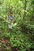  (Mollinedia costaricensis - BioBot05203)  @11 [ ] CreativeCommons - Attribution Non-Commercial Share-Alike (2010) Daniel H. Janzen Guanacaste Dry Forest Conservation Fund