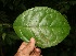  (Mollinedia costaricensis - BioBot05203)  @11 [ ] Copyright (2010) Unspecified Unspecified