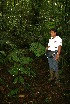  (Prestoea decurrens - BioBot05226)  @11 [ ] CreativeCommons - Attribution Non-Commercial Share-Alike (2010) Daniel H. Janzen Guanacaste Dry Forest Conservation Fund