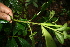  ( - BioBot05233)  @11 [ ] CreativeCommons - Attribution Non-Commercial Share-Alike (2010) Daniel H. Janzen Guanacaste Dry Forest Conservation Fund