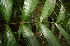  ( - BioBot05234)  @11 [ ] CreativeCommons - Attribution Non-Commercial Share-Alike (2010) Daniel H. Janzen Guanacaste Dry Forest Conservation Fund