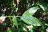  ( - BioBot05242)  @11 [ ] CreativeCommons - Attribution Non-Commercial Share-Alike (2010) Daniel H. Janzen Guanacaste Dry Forest Conservation Fund