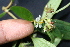  ( - BioBot05359)  @11 [ ] CreativeCommons - Attribution Non-Commercial Share-Alike (2010) Daniel H. Janzen Guanacaste Dry Forest Conservation Fund