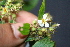  ( - BioBot05359)  @11 [ ] CreativeCommons - Attribution Non-Commercial Share-Alike (2010) Daniel H. Janzen Guanacaste Dry Forest Conservation Fund