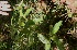  (Aciotis caulialata - BioBot05418)  @11 [ ] CreativeCommons - Attribution Non-Commercial Share-Alike (2010) Daniel H. Janzen Guanacaste Dry Forest Conservation Fund