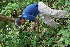  ( - BioBot05439)  @11 [ ] CreativeCommons - Attribution Non-Commercial Share-Alike (2010) Daniel H. Janzen Guanacaste Dry Forest Conservation Fund