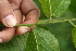  ( - BioBot05440)  @11 [ ] CreativeCommons - Attribution Non-Commercial Share-Alike (2010) Daniel H. Janzen Guanacaste Dry Forest Conservation Fund