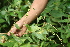  ( - BioBot05441)  @11 [ ] CreativeCommons - Attribution Non-Commercial Share-Alike (2010) Daniel H. Janzen Guanacaste Dry Forest Conservation Fund