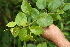  ( - BioBot05441)  @11 [ ] CreativeCommons - Attribution Non-Commercial Share-Alike (2010) Daniel H. Janzen Guanacaste Dry Forest Conservation Fund