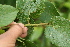  ( - BioBot05441)  @11 [ ] CreativeCommons - Attribution Non-Commercial Share-Alike (2010) Daniel H. Janzen Guanacaste Dry Forest Conservation Fund