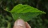  ( - BioBot05442)  @11 [ ] CreativeCommons - Attribution Non-Commercial Share-Alike (2010) Daniel H. Janzen Guanacaste Dry Forest Conservation Fund