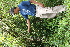  ( - BioBot05443)  @11 [ ] CreativeCommons - Attribution Non-Commercial Share-Alike (2010) Daniel H. Janzen Guanacaste Dry Forest Conservation Fund