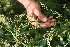  ( - BioBot05443)  @11 [ ] CreativeCommons - Attribution Non-Commercial Share-Alike (2010) Daniel H. Janzen Guanacaste Dry Forest Conservation Fund