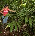  (Calyptrogyne trichostachys - BioBot05543)  @11 [ ] CreativeCommons - Attribution Non-Commercial Share-Alike (2010) Daniel H. Janzen Guanacaste Dry Forest Conservation Fund