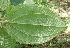  (Miconia lacera - BioBot05548)  @11 [ ] CreativeCommons - Attribution Non-Commercial Share-Alike (2010) Daniel H. Janzen Guanacaste Dry Forest Conservation Fund