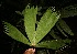  ( - BioBot05558)  @11 [ ] CreativeCommons - Attribution Non-Commercial Share-Alike (2010) Daniel H. Janzen Guanacaste Dry Forest Conservation Fund