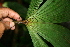  ( - BioBot05562)  @11 [ ] CreativeCommons - Attribution Non-Commercial Share-Alike (2010) Daniel H. Janzen Guanacaste Dry Forest Conservation Fund