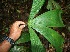  ( - BioBot05563)  @11 [ ] CreativeCommons - Attribution Non-Commercial Share-Alike (2010) Daniel H. Janzen Guanacaste Dry Forest Conservation Fund