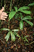  ( - BioBot05564)  @11 [ ] CreativeCommons - Attribution Non-Commercial Share-Alike (2010) Daniel H. Janzen Guanacaste Dry Forest Conservation Fund