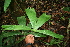  ( - BioBot05564)  @11 [ ] CreativeCommons - Attribution Non-Commercial Share-Alike (2010) Daniel H. Janzen Guanacaste Dry Forest Conservation Fund