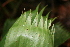  ( - BioBot05564)  @11 [ ] CreativeCommons - Attribution Non-Commercial Share-Alike (2010) Daniel H. Janzen Guanacaste Dry Forest Conservation Fund