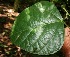  ( - BioBot05568)  @11 [ ] CreativeCommons - Attribution Non-Commercial Share-Alike (2010) Daniel H. Janzen Guanacaste Dry Forest Conservation Fund