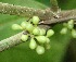 (Cestrum megalophyllum - BioBot05570)  @11 [ ] CreativeCommons - Attribution Non-Commercial Share-Alike (2010) Daniel H. Janzen Guanacaste Dry Forest Conservation Fund