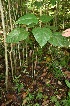  ( - BioBot05575)  @11 [ ] CreativeCommons - Attribution Non-Commercial Share-Alike (2010) Daniel H. Janzen Guanacaste Dry Forest Conservation Fund