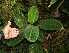  ( - BioBot05583)  @11 [ ] CreativeCommons - Attribution Non-Commercial Share-Alike (2010) Daniel H. Janzen Guanacaste Dry Forest Conservation Fund