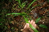  ( - BioBot05594)  @11 [ ] CreativeCommons - Attribution Non-Commercial Share-Alike (2010) Daniel H. Janzen Guanacaste Dry Forest Conservation Fund