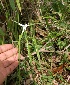  (Rhynchospora nervosa - BioBot05610)  @11 [ ] CreativeCommons - Attribution Non-Commercial Share-Alike (2010) Daniel H. Janzen Guanacaste Dry Forest Conservation Fund