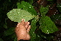  ( - BioBot05644)  @11 [ ] CreativeCommons - Attribution Non-Commercial Share-Alike (2010) Daniel H. Janzen Guanacaste Dry Forest Conservation Fund