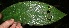  (Columnea purpurata - BioBot05692)  @12 [ ] CreativeCommons - Attribution Non-Commercial Share-Alike (2010) Daniel H. Janzen Guanacaste Dry Forest Conservation Fund