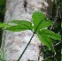  ( - BioBot05722)  @11 [ ] CreativeCommons - Attribution Non-Commercial Share-Alike (2010) Daniel H. Janzen Guanacaste Dry Forest Conservation Fund