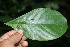  ( - BioBot05734)  @11 [ ] CreativeCommons - Attribution Non-Commercial Share-Alike (2010) Daniel H. Janzen Guanacaste Dry Forest Conservation Fund