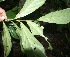  ( - BioBot05735)  @11 [ ] CreativeCommons - Attribution Non-Commercial Share-Alike (2010) Daniel H. Janzen Guanacaste Dry Forest Conservation Fund