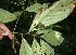  ( - BioBot05736)  @11 [ ] CreativeCommons - Attribution Non-Commercial Share-Alike (2010) Daniel H. Janzen Guanacaste Dry Forest Conservation Fund