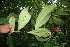  ( - BioBot05737)  @11 [ ] CreativeCommons - Attribution Non-Commercial Share-Alike (2010) Daniel H. Janzen Guanacaste Dry Forest Conservation Fund