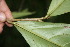  ( - BioBot05737)  @11 [ ] CreativeCommons - Attribution Non-Commercial Share-Alike (2010) Daniel H. Janzen Guanacaste Dry Forest Conservation Fund