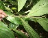  ( - BioBot05738)  @11 [ ] CreativeCommons - Attribution Non-Commercial Share-Alike (2010) Daniel H. Janzen Guanacaste Dry Forest Conservation Fund