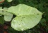  (Philodendron platypetiolatum - BioBot05750)  @11 [ ] CreativeCommons - Attribution Non-Commercial Share-Alike (2010) Daniel H. Janzen Guanacaste Dry Forest Conservation Fund