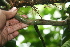  ( - BioBot05751)  @11 [ ] CreativeCommons - Attribution Non-Commercial Share-Alike (2010) Daniel H. Janzen Guanacaste Dry Forest Conservation Fund