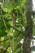  ( - BioBot05752)  @11 [ ] CreativeCommons - Attribution Non-Commercial Share-Alike (2010) Daniel H. Janzen Guanacaste Dry Forest Conservation Fund