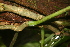  ( - BioBot05753)  @11 [ ] CreativeCommons - Attribution Non-Commercial Share-Alike (2010) Daniel H. Janzen Guanacaste Dry Forest Conservation Fund